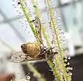 Tabanus fly trapped by Drosera filiformis