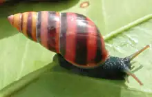 live snail with banded shell