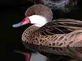 Pato quijada colorada(Anas bahamensis)