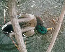 Blood-stained ice from the nasal discharge of a mallard dying from duck plague