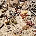 Plants emerge after winter rain.