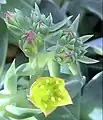 Inflorescence with developing buds, showing detail of interior of a single open flower, Davies Alpine House, Kew Gardens