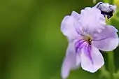 Duranta erecta