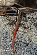 Dorsal view