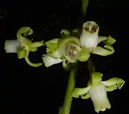 Close-up of flowers