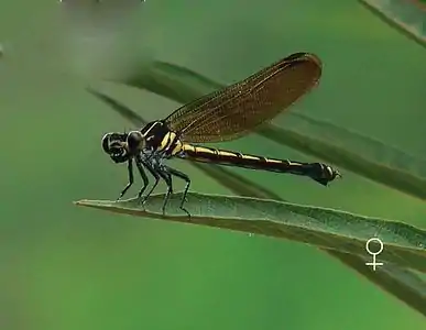 Dysphaea ethela female