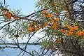 Sea buckthorn