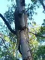 Goanna climbing a tree near Six Foot Track