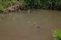 Eri Ayonigba River, Erijiyan-Ekiti