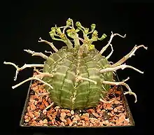 Euphorbia meloformis ssp. valida