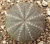 Euphorbia obesa ssp. symmetrica