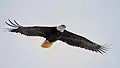 Wing tips of an eagle