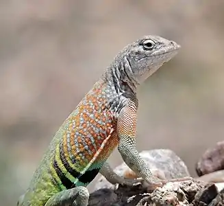 Chihuahuan greater earless lizard (Cophosaurus t. scitulus), male, (20 May 2015)