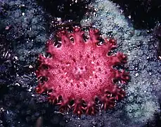 Very young coral-feeding juvenile with full set of arms and madreporites