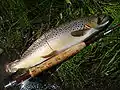 Typical East Gallatin River brown trout (Released)