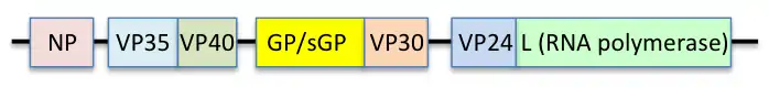 Genomic structure of Ebola virus, mostly after GenBank KJ660346.2