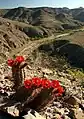 Plant growing in Gila Box Riparian National Conservation Area