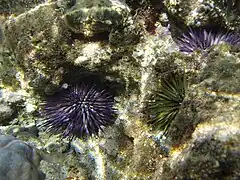 Echinometra mathaei in their holes in a rock.