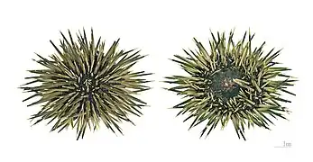 The two sides of the same dried specimen (MHNT)