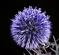 Echinops adenocaulos before flowering