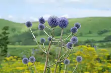 Echinops setifer in Japan