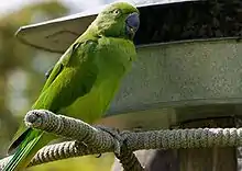 Photo of a green parrot sitting by a birdfeeder