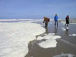 White Phaeocystis algal foam washing up on a beach