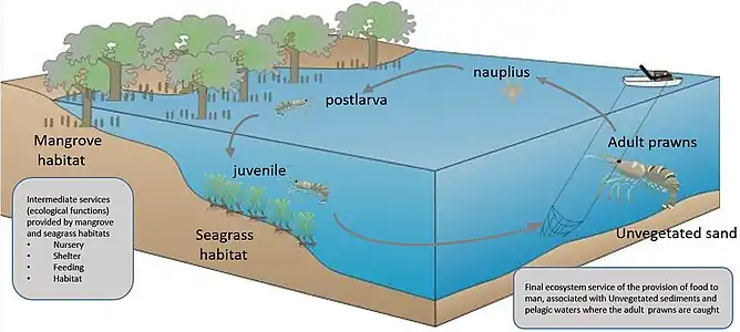 Ecosystem services provided by a vegetated coastal ecosystem. Diagram showing connectivity between a vegetated coastal ecosystem for the Penaeid prawn lifecycle indicating that valuations for harvest areas may overlook critical importance within the lifecycle.