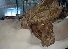 Photograph showing the mummy on exhibit at the American Museum of Natural History in 2008