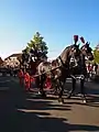 Frisian horses in Oudehorne