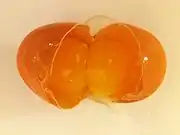 Double-yolk egg -  Opened