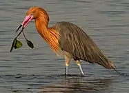 Reddish egret(Egretta rufescens)