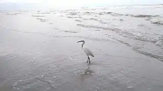 On the hunt, Daytona Beach, Florida, United States