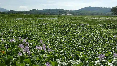 Huge infested swamp field