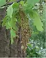 Oak gall caused by Neuroterus albipes forma laeviusculus