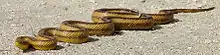 Yellow rat snake