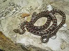 A snake, Zamenis situla