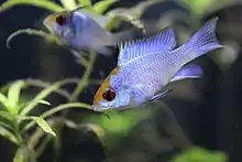 A ram cichlid showing a blue colour morph