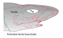 Image 12Distribution of highly sensitive ampullae of Lorenzini across the shark's head and rostrum. (from Shark agonistic display)