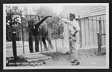 Elephant being fed