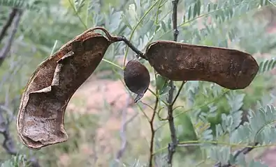 Seed pod valves separating