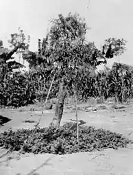 Eleusine, used in Amatangi magic, drying by a small tree. Photo by Evans-Pritchard