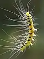 Larva hanging on silk from Ailanthus triphysa