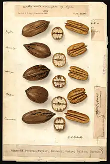 Watercolor by Ellen Isham Schutt of pecans (Carya illinoinensis), ca. 1904–14. Varieties shown include Taylor, Kennedy, Hodge, Bolton, and Carman.