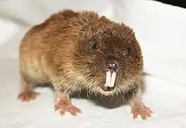 Northern mole vole