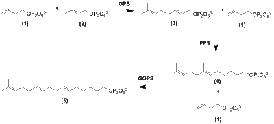 Elongation to GGPP from IPP and DMAPP