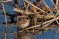 Reed bunting