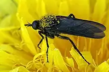 Empis ciliata