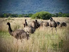 Emus