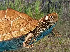 Juvenile Graptemys ouachitensis. Close-up